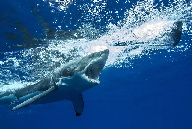 A great white shark swims just below the ocean surface with its mouth open.