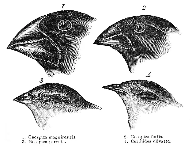 John Gould's engraving of four Galápagos finch heads showing their differently shaped beaks