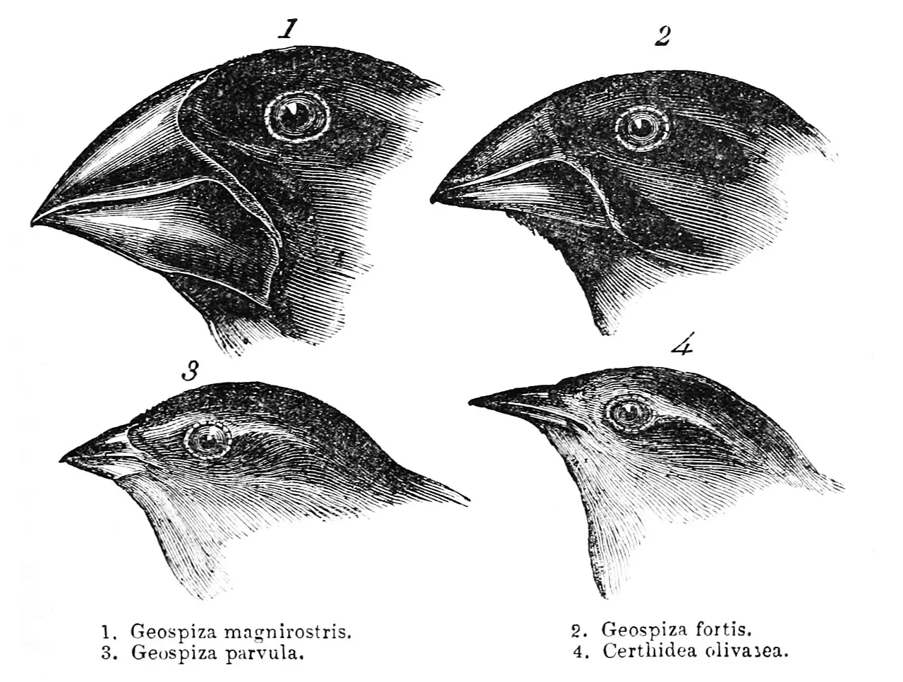John Gould's engraving of four Galápagos finch heads showing their differently shaped beaks