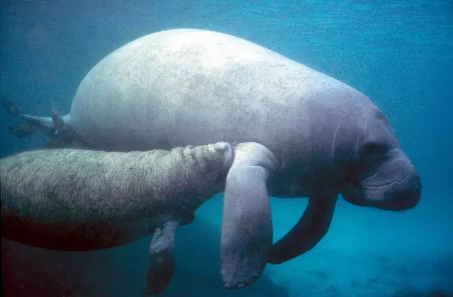 A West Indian manatee and her calf swimming underwater