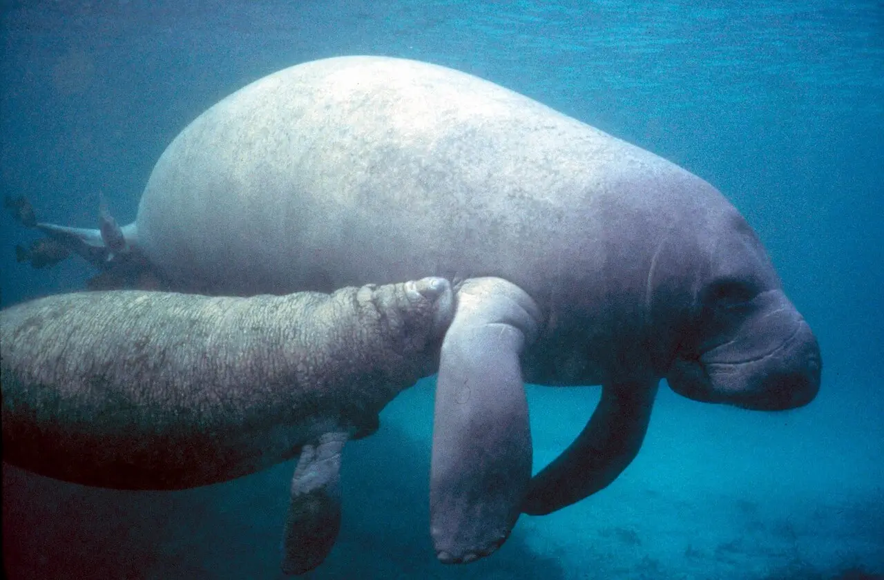 A West Indian manatee and her calf swimming underwater