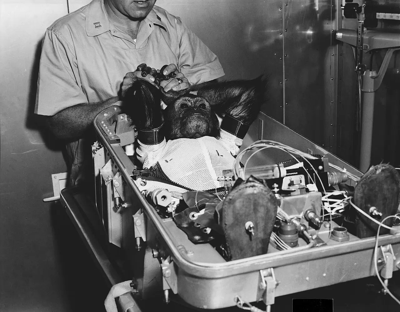 Chimpanzee Enos strapped into the Mercury capsule couch and fitted with sensors by a NASA handler before the Mercury-Atlas 5 flight on November 29, 1961 (NASA photograph).