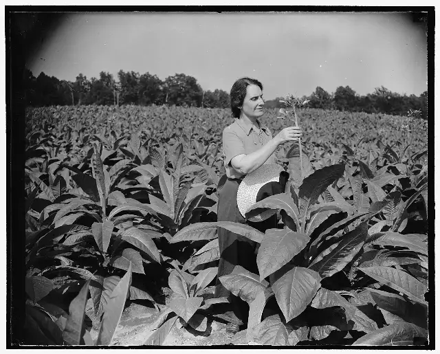 Nellie Tayloe Ross seated outdoors on the steps of a farmhouse in 1938, while she was Director of the U.S. Mint.