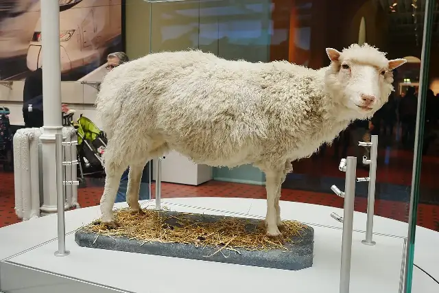 The preserved Dolly the sheep on display at the National Museum of Scotland in Edinburgh