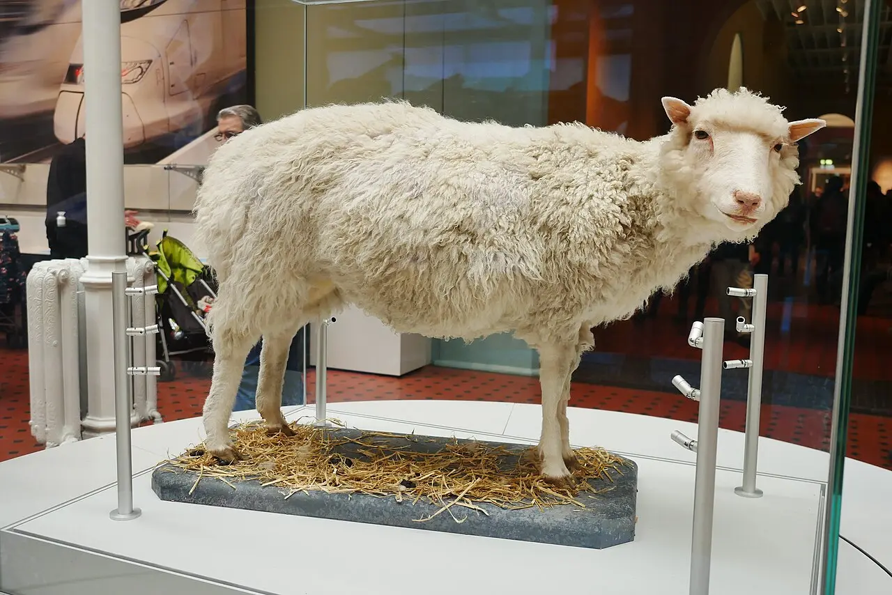 The preserved Dolly the sheep on display at the National Museum of Scotland in Edinburgh