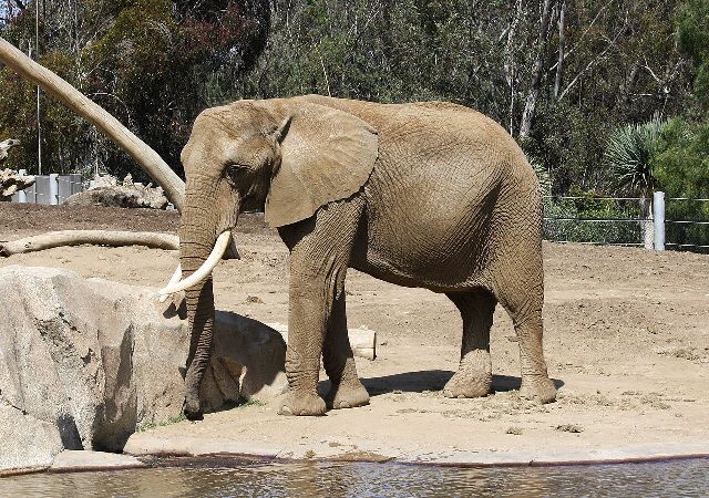 An African bush elephant at the San Diego Zoo — an illustrative photo of the same place and subject as Karim's 2005 clip, not the actual video scene.