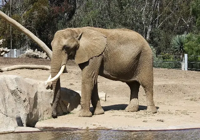 An African bush elephant at the San Diego Zoo — an illustrative photo of the same place and subject as Karim's 2005 clip, not the actual video scene.