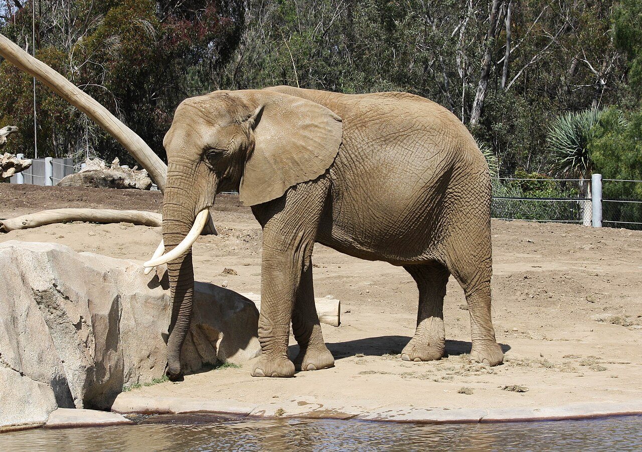 An African bush elephant at the San Diego Zoo — an illustrative photo of the same place and subject as Karim's 2005 clip, not the actual video scene.