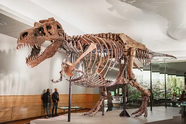 Sue, the Tyrannosaurus rex skeleton (FMNH PR 2081), on display at the Field Museum of Natural History in Chicago.