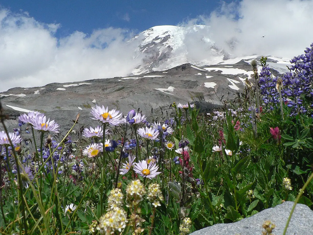 Wildflowers bloom in a mountain meadow below the snow-capped, cloud-veiled summit of Mount Rainier.