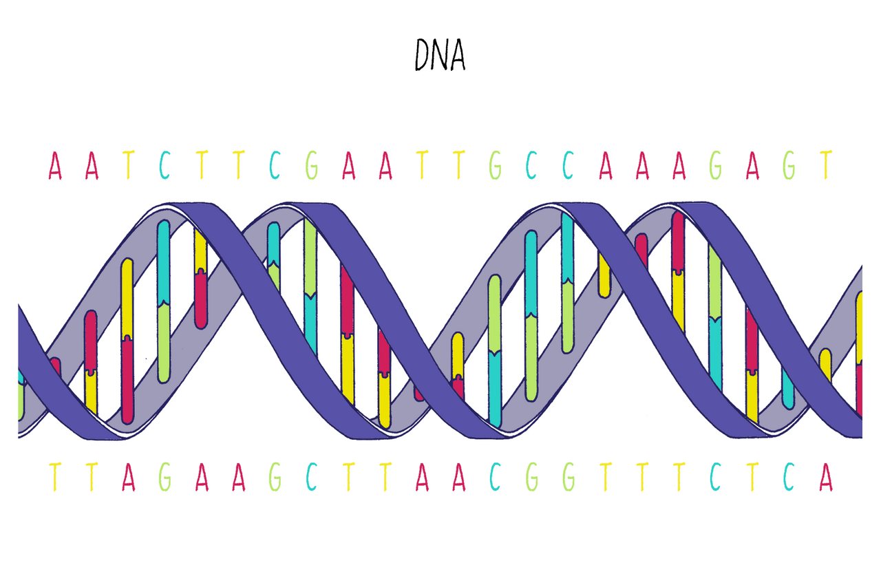 Illustration of a DNA double helix with color-coded base pairs