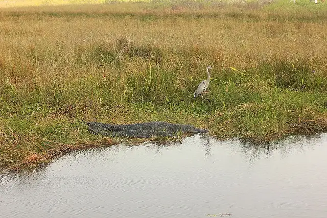 A great blue heron and an American alligator in the sawgrass marshes of Everglades National Park