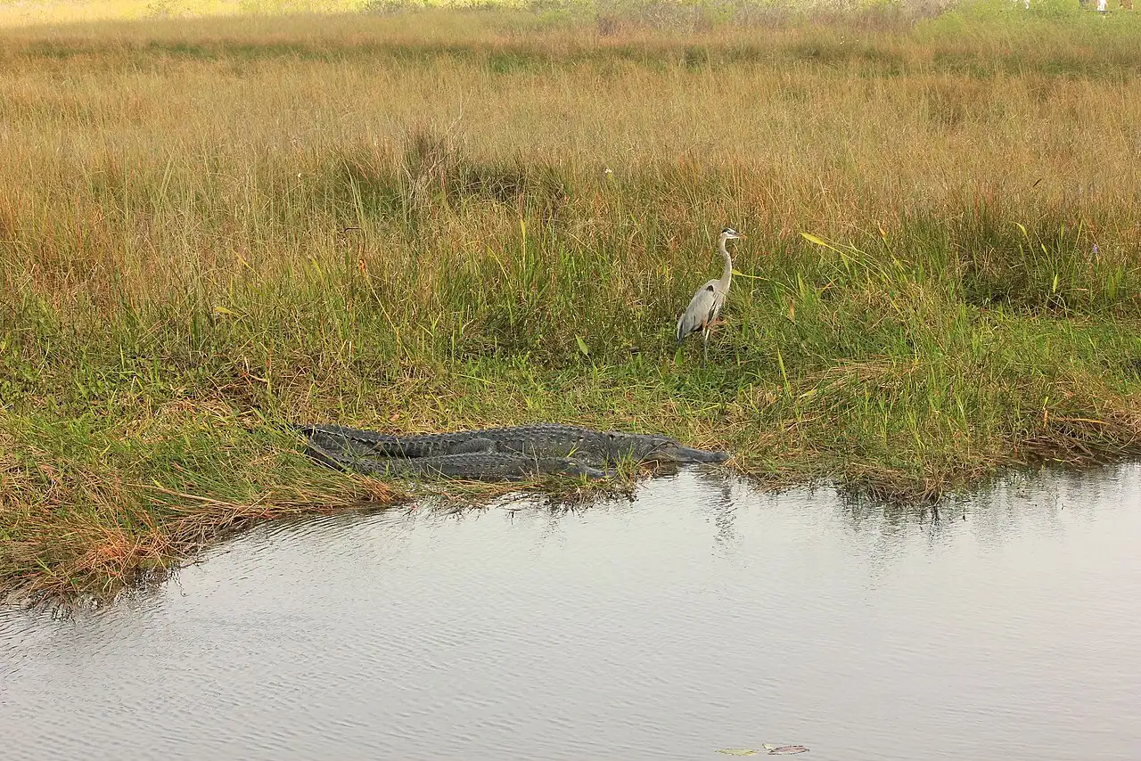 A great blue heron and an American alligator in the sawgrass marshes of Everglades National Park