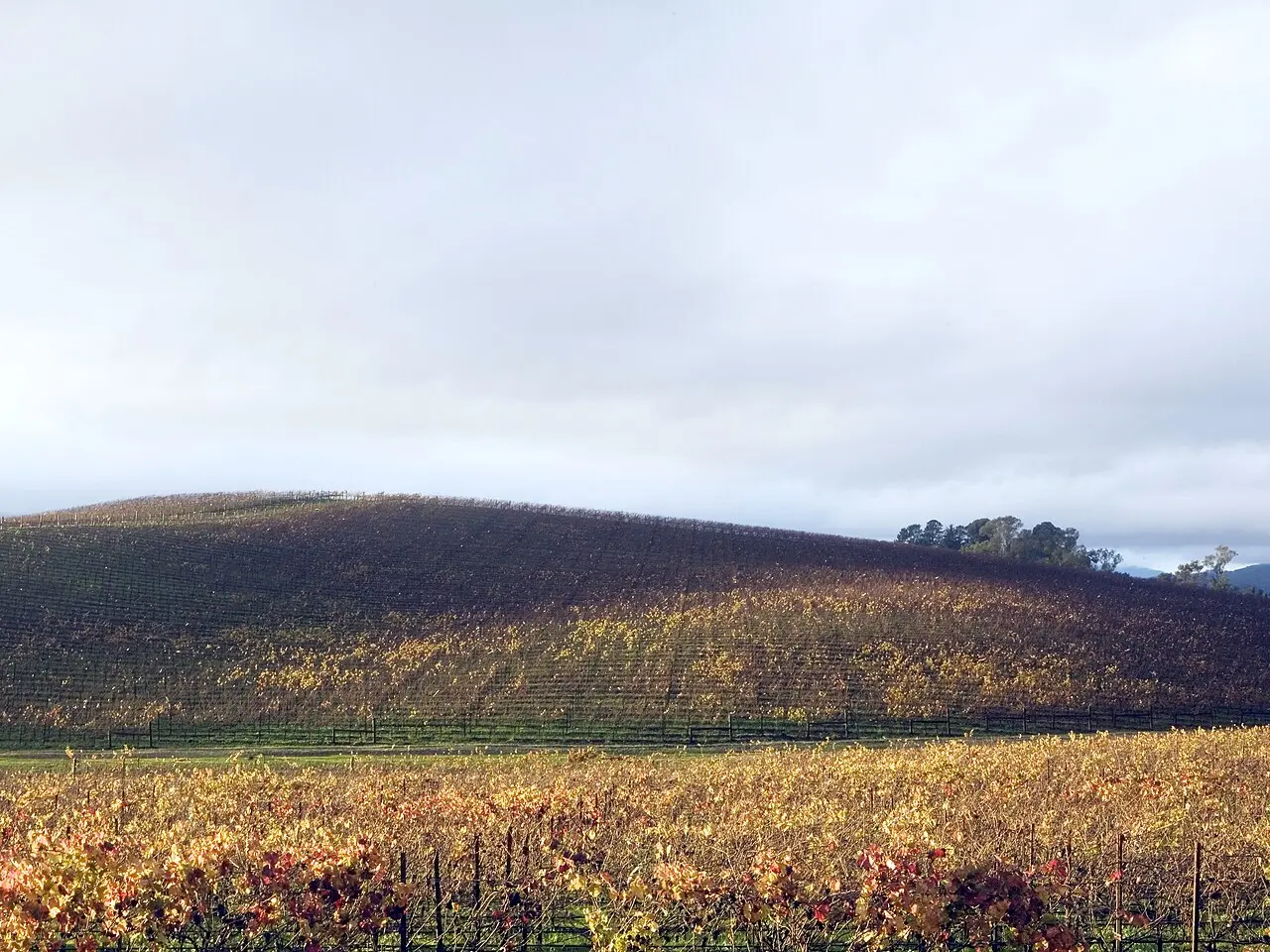 The green Sonoma County, California hillside that became the 'Bliss' wallpaper of Windows XP, photographed here in autumn with golden vineyard rows.