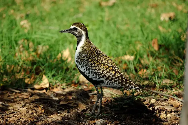 A Pacific golden plover in breeding plumage, a close cousin of the bird whose speed sparked the 1951 argument that led to the Guinness Book of Records.