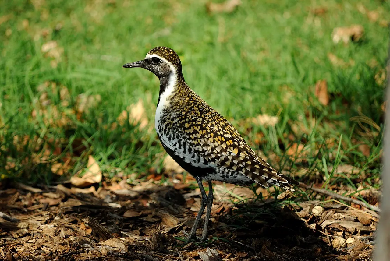A Pacific golden plover in breeding plumage, a close cousin of the bird whose speed sparked the 1951 argument that led to the Guinness Book of Records.