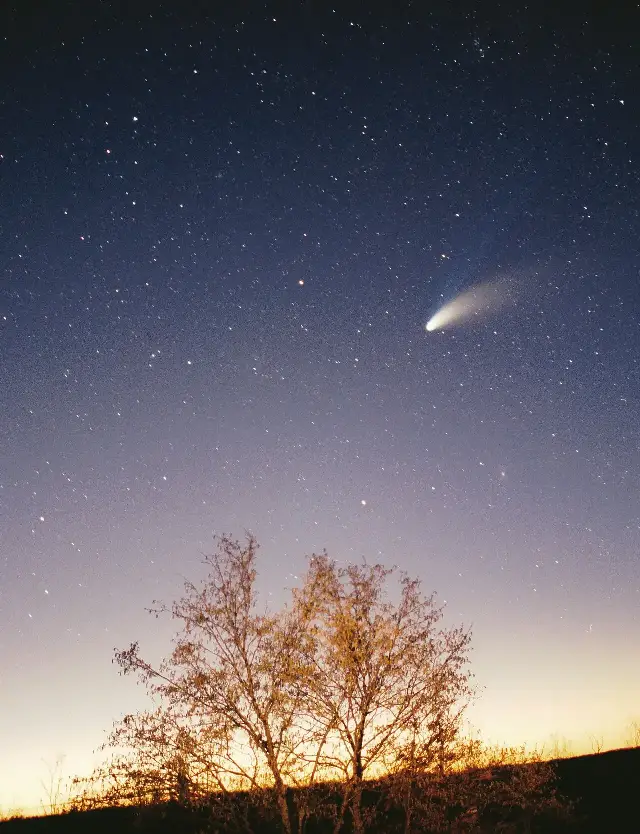 Comet Hale-Bopp with its twin tails glowing above a silhouetted tree under a starry night sky.