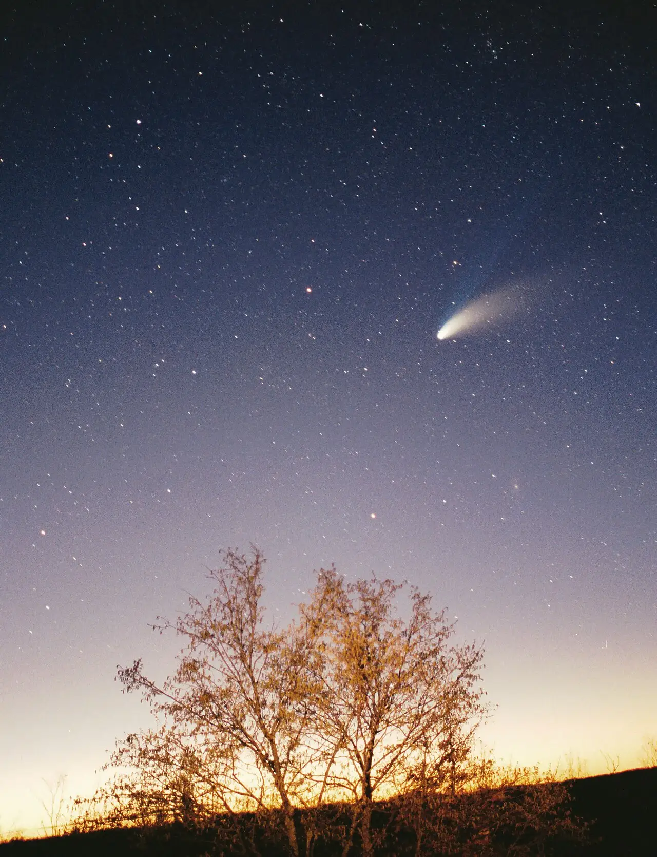 Comet Hale-Bopp with its twin tails glowing above a silhouetted tree under a starry night sky.